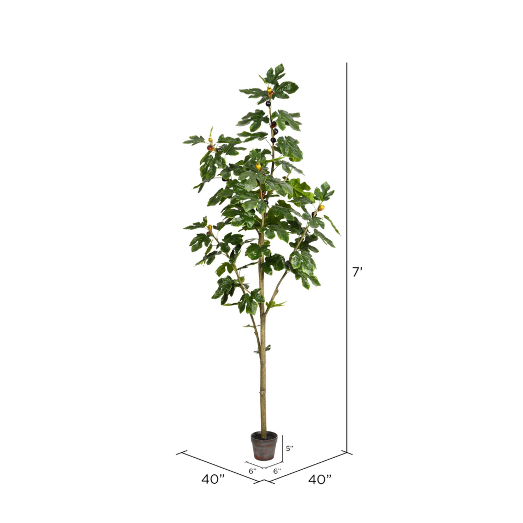7ft. Potted Fig Tree